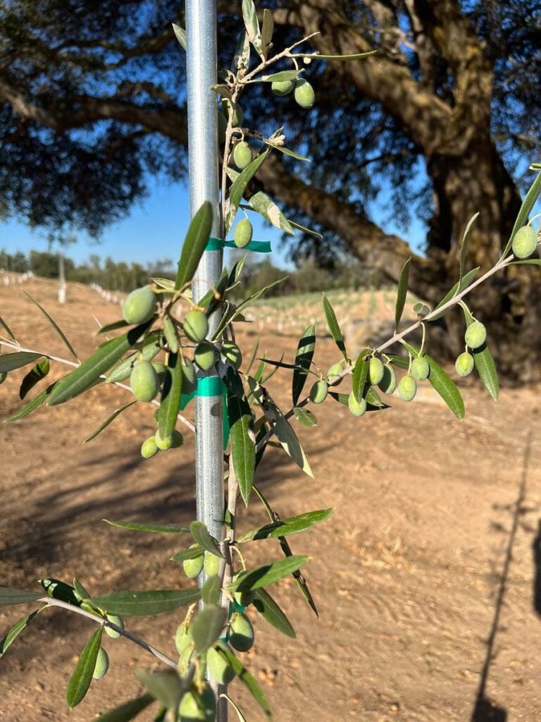 stock family orchard olive trees in newcastle california
